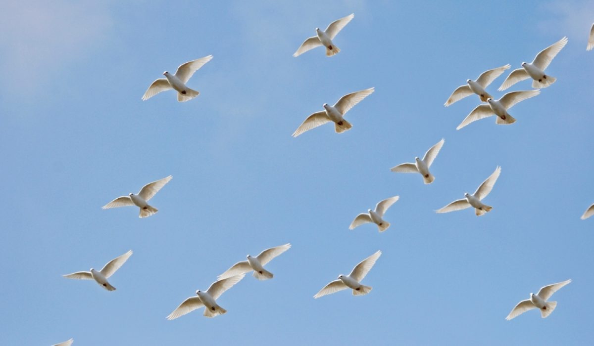 Doves,Fly,Across,Blue,Sky